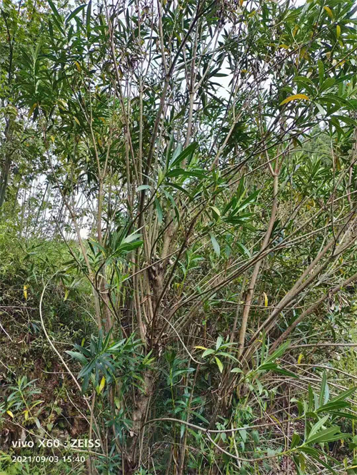 多枝6公分夹竹桃，高4米